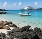 Lobos marinos en una playa blanca y una iguana marina sobre roca volcánica, con un yate de expedición blanco en una bahía turquesa de Galápagos